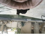 My cats story