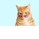 I smell like cats