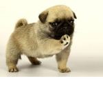 Team pugs are fun