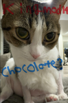 Guacamole cats group