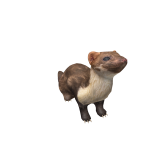 Marten on Head