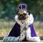 The Pug Club (Wher pug meets man)