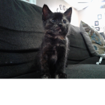 Cute black kitten squad