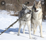 |][|Wolf / coyote / Fox Pack|][|