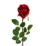 The love roses!