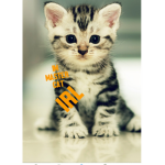 I am mastercat