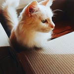 Candy Cats yt