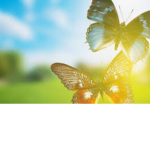 Butterfly-girl