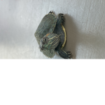 I like my pet