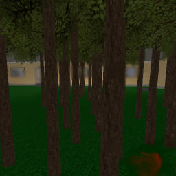 The Forest