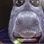 Hammy Dhc
