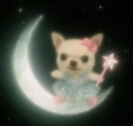 cookiezstxr