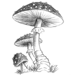 The Mushroom Kingdom..