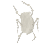 Crawler Chomik