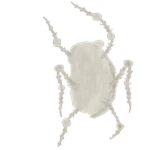 Crawler Chomik