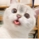 All hooman beans are welcome!