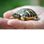 DJ Turtle EPIC DUCK
