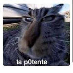 Mis perrix Uwu