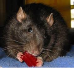 Submarine Rats