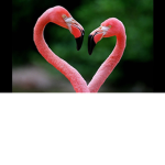 ~Flamingo Buddies~