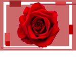 TeamRoseForLife