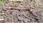 EARTH WORMS RATS
