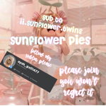 *- sunflower pies-*