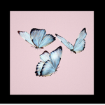 \The Butterfly Group/
