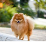 Froggy the Pomeranian fans!
