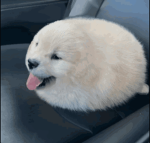 gavins round seal puppy
