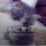 !meow’