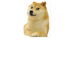 We Are A Dog Water Family