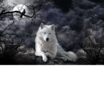 O_Shadow clan_O