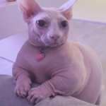 CONEJO MALO