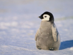 Happy Times With Penguin