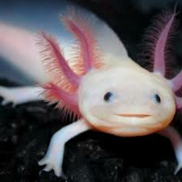 Get Smashed By An Axolotl!