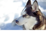 Taking husky