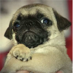 The Scottish Pugs
