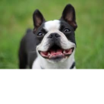Federal Republic of Boston Terrier