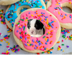 donut dogsss