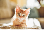 Cactus cats group