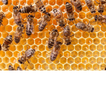 BeeHive (NO BEARS)
