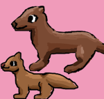 Meerkitties!