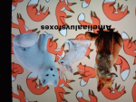 Ameliaaluvsfoxes Group