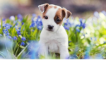 always love PUPPYS