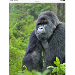 Nilla The Gorilla