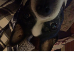 DOGY DOG DOG