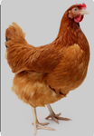Chiken fest