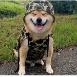The Great Doge Military