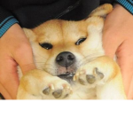 cool doge group